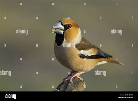 Hawfinch Stock Photo - Alamy