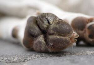 Hyperkeratosis on My Dog’s Paw — How Do I Treat It? | Superb Dog