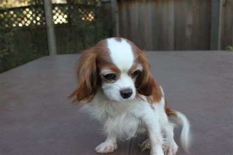 Rescue & Re-homing | The Companion Cavalier King Charles Spaniel Club