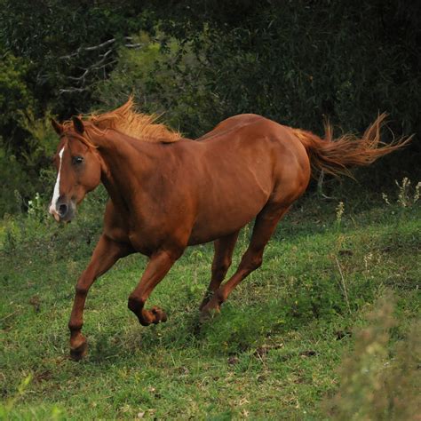 Quarter Horse Galloping Stock by naturalhorses on DeviantArt