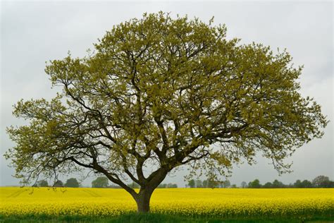 10 Drought-Tolerant Trees That Will Throw Shade - Utah Lawn Care