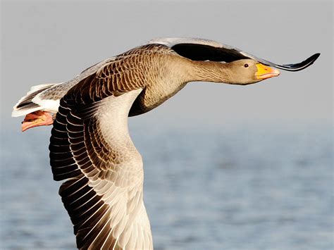 greylag goose – Friends of Nàdair Thiriodh