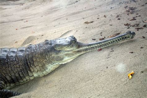 Alligator Snout stock image. Image of alligator, snout - 7037985