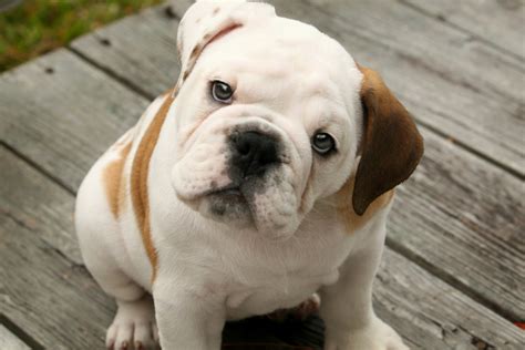 Cute Puppy Dogs: cute english bulldog puppies