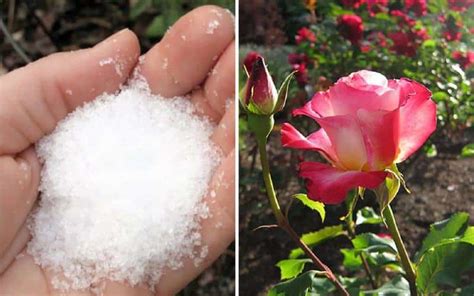 How To Use Epsom Salt For Brighter, More Beautiful Roses