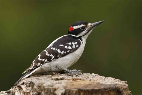 20 Captivating Types of Woodpeckers