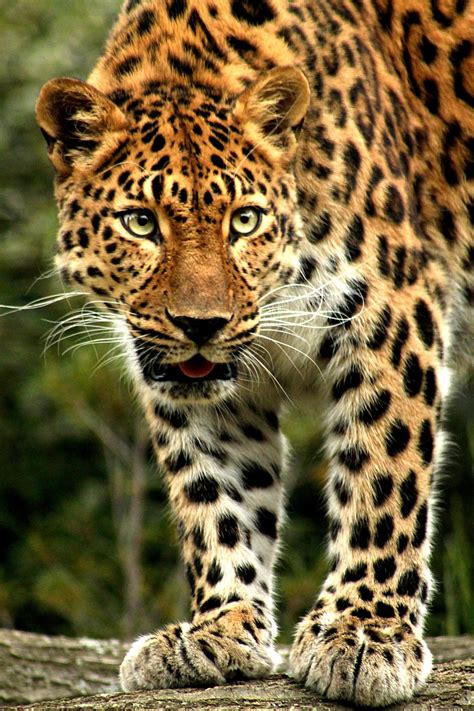 🔥 The Amur Leopard is the most endangered animal in the world. #SavetheAmurs 🔥 : NatureIsFuckingLit