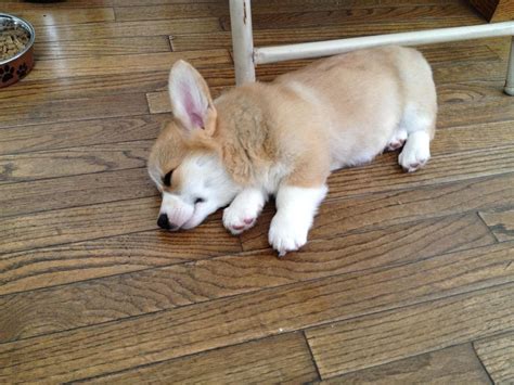 Sleeping corgi | Puppies and kitties, Cute creatures, Cute animals