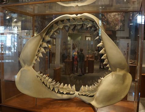 The Intrepid Tourist: MEGALODON at the Raleigh Natural Science Museum, North Carolina: Jaws of ...
