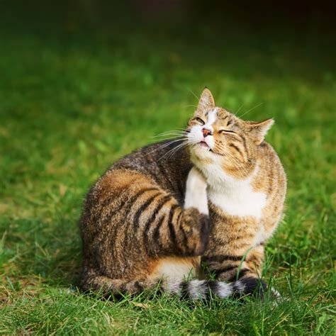 Symptoms of Ringworm in Cats: What Pet Parents Should Look Out For ...