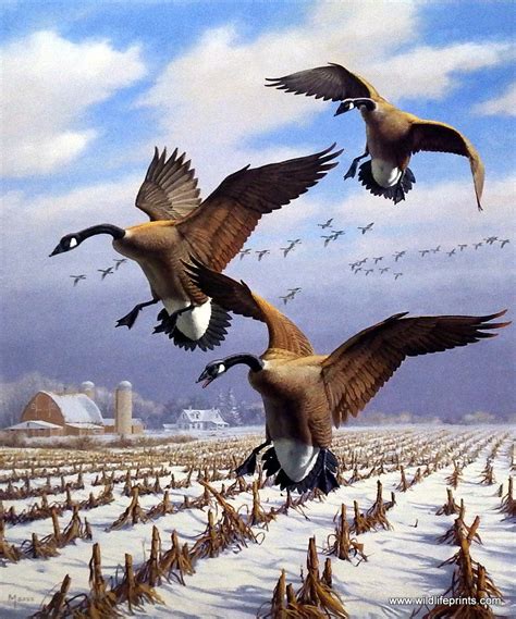 Artist David Maass Unframed Art Print Winter Wonder-Canada Geese | WildlifePrints.com