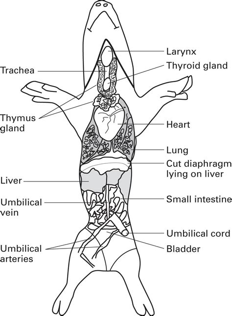 Fetal Pig Dissection Lab Answers