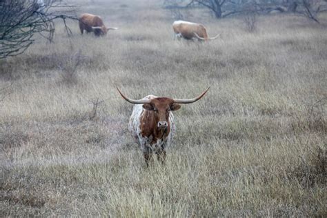 Tour the Historic, Iconic, Legendary King Ranch - Welcome Home RGV