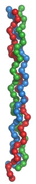 Fibrous protein - wikidoc