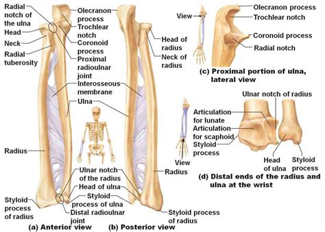 Labeled Ulna And Radius | MedicineBTG.com