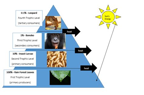 Secondary Consumers In A Forest