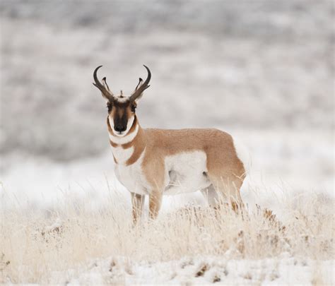 Free photo: Pronghorn Sheep - Animal, Jungle, Nature - Free Download - Jooinn