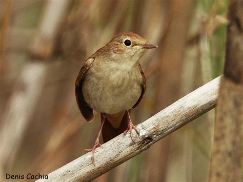 Birdwatching in Malta - Common Nightingale