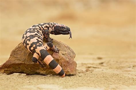 The Mojave Desert - WorldAtlas