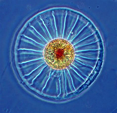 Classification of Plant-like Protists - Advanced ( Read ) | Biology | CK-12 Foundation