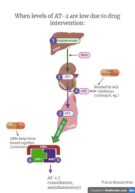 The Role of ACE2 and Treatment Implications for COVID-19 • BotanicWise