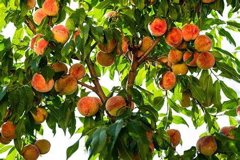 Best peach tree varieties - Guzman's Garden Centers