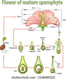 Diagram Showing Flower Mature Sporophyte Illustration Stock Vector ...