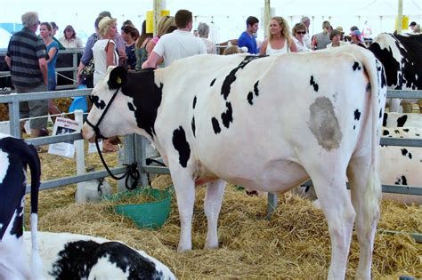 Facts and figures give insight into dairy industry