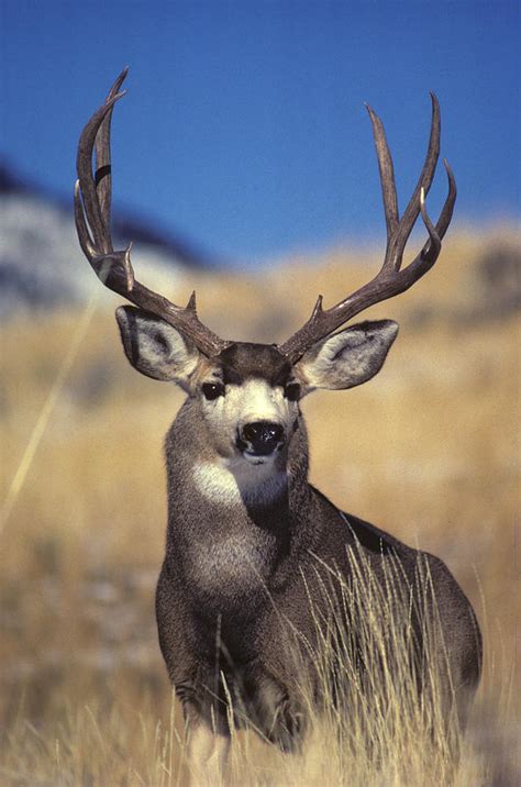 Mule Deer Buck Photograph by Michael S. Quinton