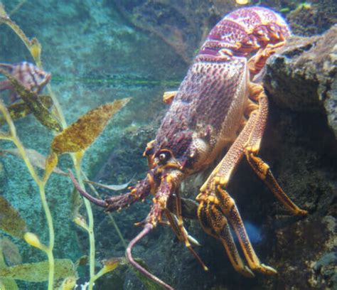 14 Things You Might Not Know About Lobsters | PETA