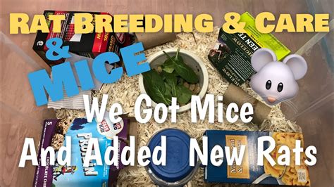 Rat (And Mice) Breeding and Care | Adding New Rats to the Colony | Setting Up Mice Enclosure ...