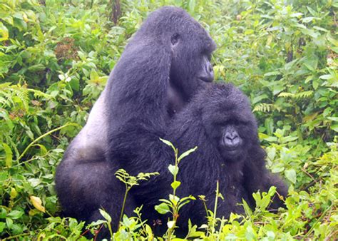 Gorilla Mating With Human - Salaman