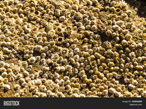 Acorn Barnacle Image & Photo (Free Trial) | Bigstock