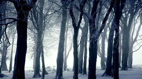 Dark forest in winter wallpaper - Photography wallpapers - #16423