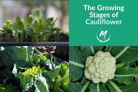 [4] Cauliflower Plant Growth Stages: Cauliflower Growing Cycle