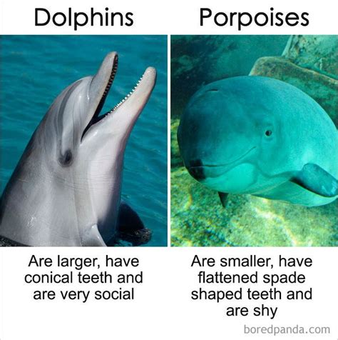 Porpoise Dolphin