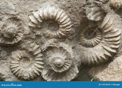 Ammonites from the Cretaceous Period Found As Fossils. Stock Photo - Image of paleontological ...