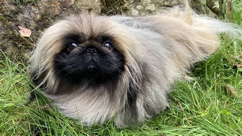 All About Tricki, All Creatures Great and Small's Pampered Pekingese