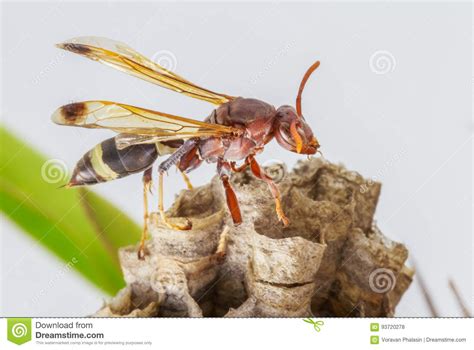 Hornet, or Wasp on the Nest, Close Up, Hanging on the Crown of T Stock Photo - Image of branch ...