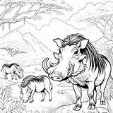 Warthog Coloring Pages 35  Gem sketch template