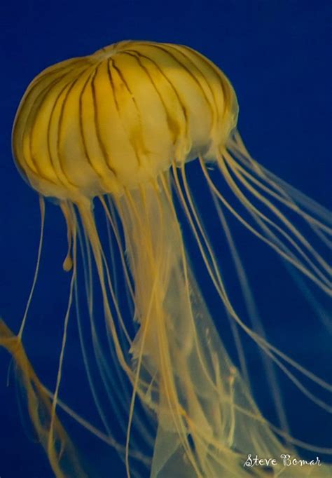 jellyfish-at-corpus-christi-aquarium - Ruth Angulo Bomar, PhD. Academic ADHD Coach