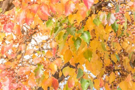 Green, Orange, Yellow, Red Fall Leaves Color of Bradford Pear or Pyrus Calleryana Tree in ...