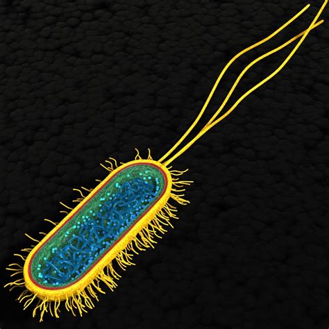 bacterial cell 3d model