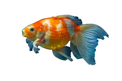 beautiful goldfish on transparent background 19988493 PNG