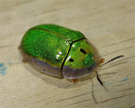 7 green beetle bug : Biological Science Picture Directory – Pulpbits.net