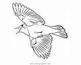 Bluethroat 3 Coloring Page For Kids  Free Flycatchers Printable sketch template