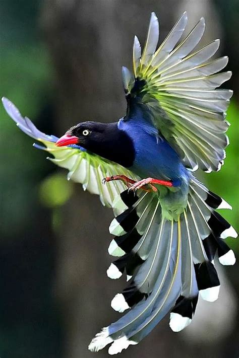 Riot of colors | Bird photos photography, Exotic birds, Nature birds