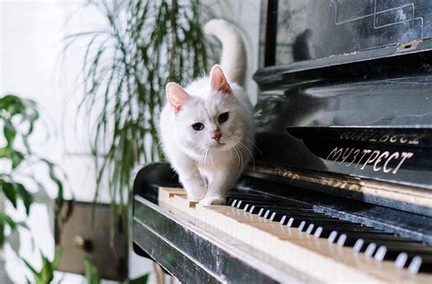 Crafting the Perfect Playlist for Your Cat: Music to Relax and Purr To ...