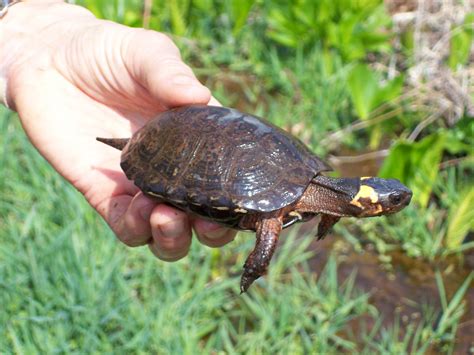 New Jersey Now Has a (Cute, But Endangered) State Reptile – Brick, NJ ...