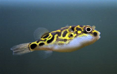 Figure 8 Puffer Fish: Fish Breed Profile